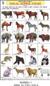 Animals 1 (Poster 56 cm x 90 cm)