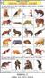 Animals 2 (Poster 56 cm x 90 cm)