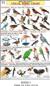 Birds 1 (Poster 56 cm x 90 cm)