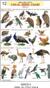 Birds 2 (Poster 56 cm x 90 cm)