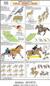 Animal Sports