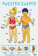 Pedagogiskt Material - Planscher - Spanska - Nuestro cuerpo