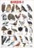 Birds 1 Chart
